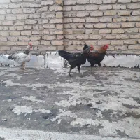 ۳ عدد خروس
