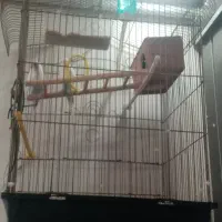 2تامرغ عشق باقفس
