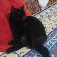 فروش گربه