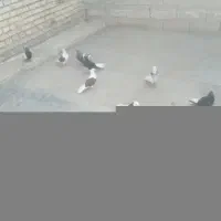 ۱۰۰