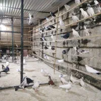 کفتر یجایی درجه 1 بشرط