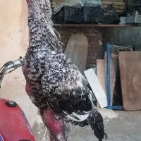 خروس لاری اصیل
