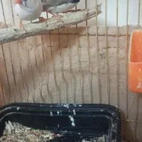 فنچ|پرنده|بهبهان, |دیوار
