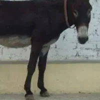 الاغ