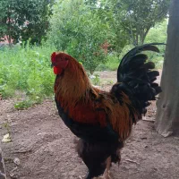 خروس برهما یکساله