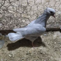 کبوتر سینه
