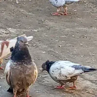 کبوتر