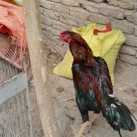 خروس لاری اصیل
