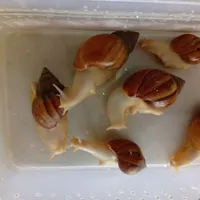 حلزون