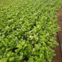 گلدان پتوس درسایزهای مختلف موجود هست