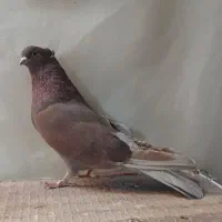 ماده نوک ریز