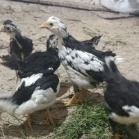 گلین