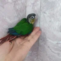 گرینچیک سرلاکی