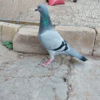 کفتر کبود ماده
