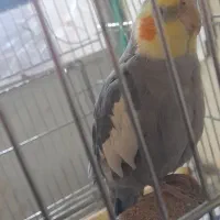 عروس هلندی سینامون