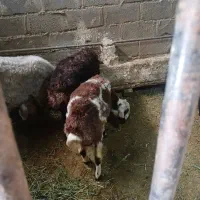 بره نر ه سبک