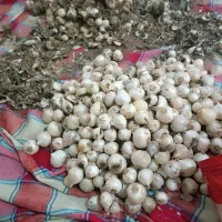 موسیر کیلو 350