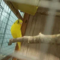 مجسمه مرغ عشق