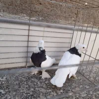 کبوتر|پرنده|آران و بیدگل, |دیوار