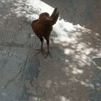 مرغ لاری