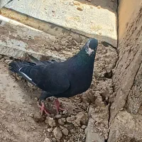 کبوتر پلاکی