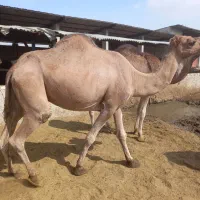 شتر|حیوانات مزرعه|شیراز, بید زرد|دیوار