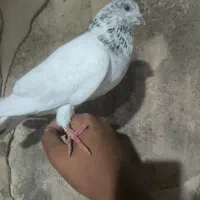 کبوتر به شرط