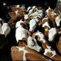 گوساله سیمینتال ژنتیک برتر بازدهی بالا
