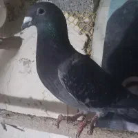 کبوتر