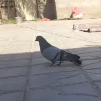سبز ملقی