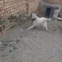 واگزاری سگ نگهبان