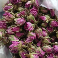 غنچه گل محمدی