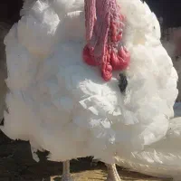 بوقلمون گوشتی