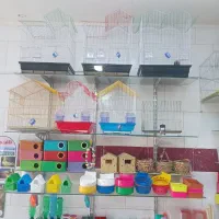 قفس عروس هلندی کوتوله مینا راهب کاسکو گیرنچیک