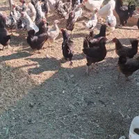 مرغ گلین