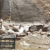 غازبه فروش میرسد