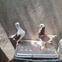 کبوتر زینتی