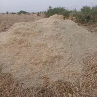 کاه نو