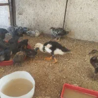 جوجه مرغ محلی اصل و اردک