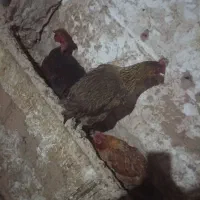 مرغ