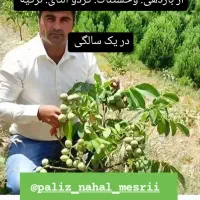 سیب هلو انگور بادام ‌گردو و انواع نهال موجوده