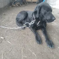 سگ.کن کورسو ماده