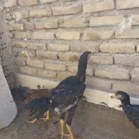 جوجه لاری نسل دار اصیل