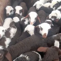 قصاب