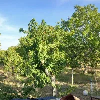 باع کشاورزی