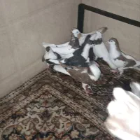 کفتر جفتگاه معاوضه با قناری