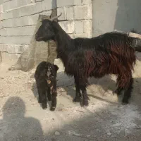 بز و بزغاله.جوان