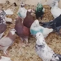 کبوتر پرشی گرو