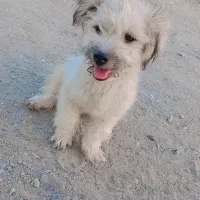 سگ اشپینتز