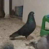 کبوتر